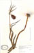 Fritillaria legionensis holotype